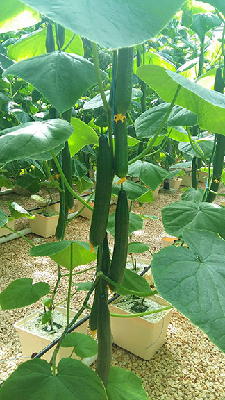 hydroponic garden cucumber at cuisinart