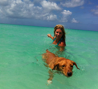 Anguilla Animal Rescue Foundation, pet rescue, puppy