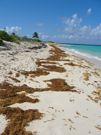 Anguilla beaches, Sargassum seaweed, Shoal Bay, Upper Shoal Bay