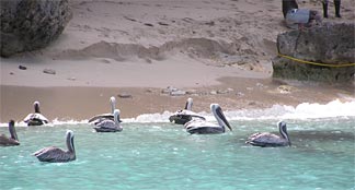 Pelicans at Little Bay