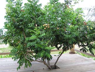 Black Pearl-Baring Tree