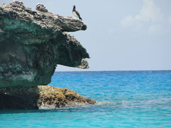 Anguilla diving, Dog Island, brown booby, divemaster, Douglas Carty