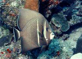 Anguilla diving, french angelfish, Kathlee H, wreck dive