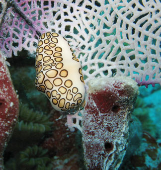 Anguilla diving, Dog Island, flamingo tongue, divemaster, Douglas Carty