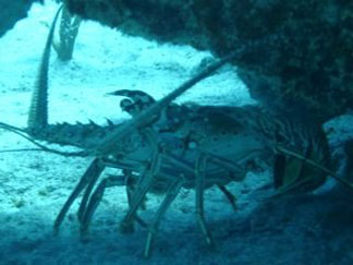 Anguilla diving, lobster, MV Commerce wreck