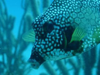 Anguilla diving, trunk fish, wreck dive