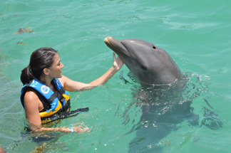 anguilla dolphin swim