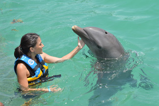 anguilla dolphin