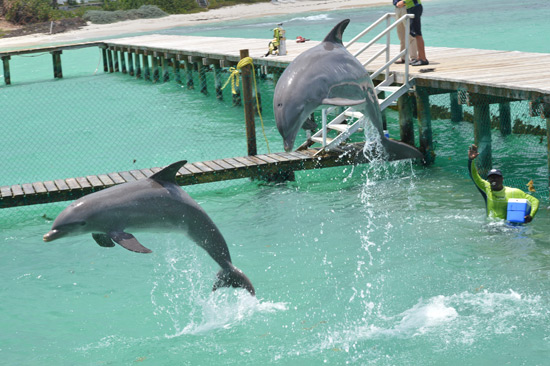 anguilla dolphin jump