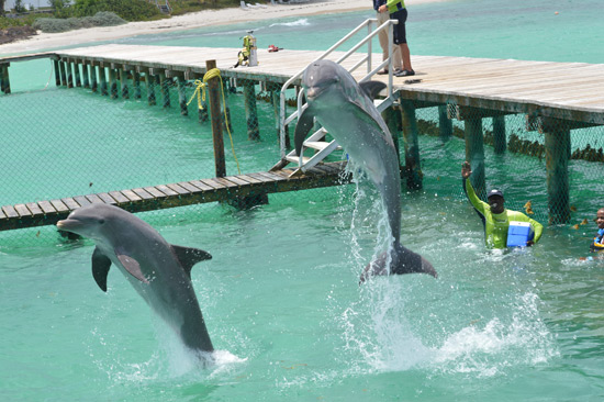 anguilla dolphin