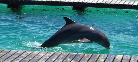 family dolphin swim anguilla