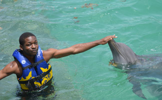 anguilla dolphin jump