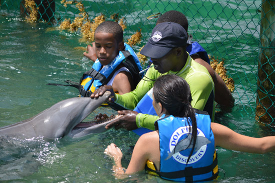 anguilla dolphin