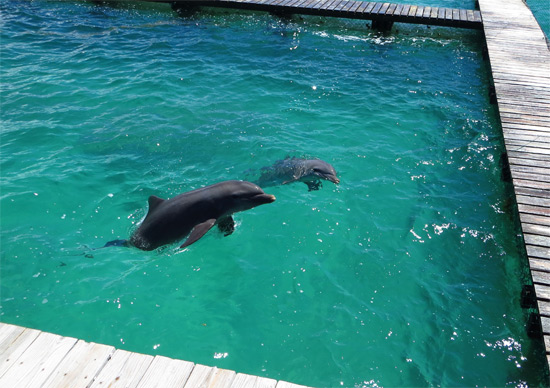 dolphin discovery anguilla