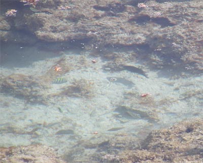 condo fish tide pool