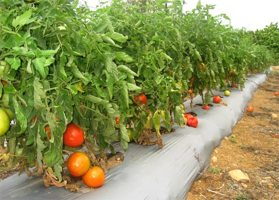 anguilla food tomatoes