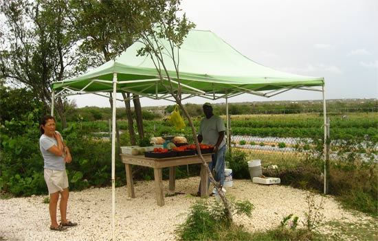 anguilla food tomatoes