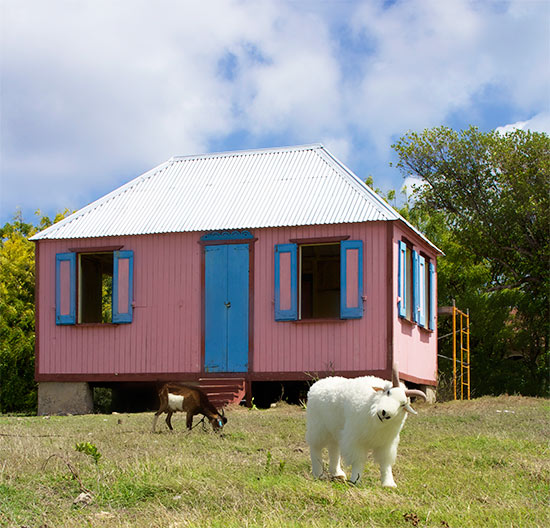 anguilla goats at the cottage