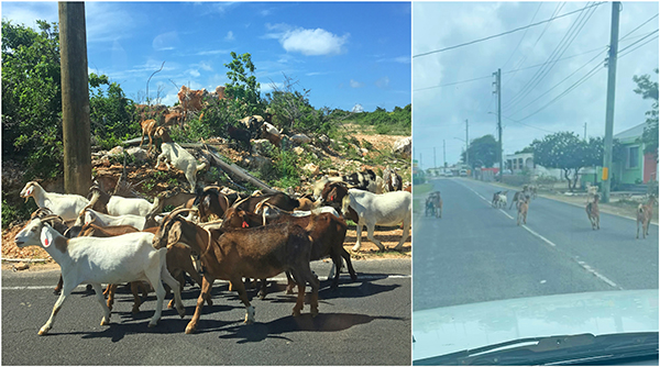 Goats Crossing in Blowing Point