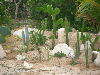 caribbean cacti
