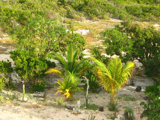 anguilla vegetation