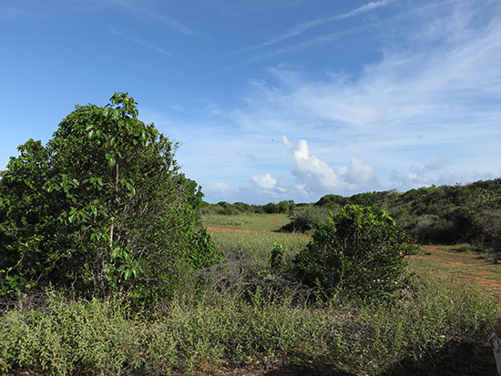 land used for cultivation in anguilla
