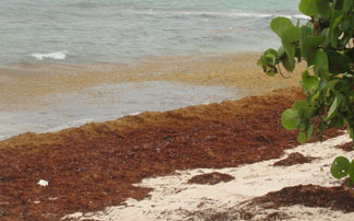 Anguilla, Sargassum seaweed, tropical storm aftermath