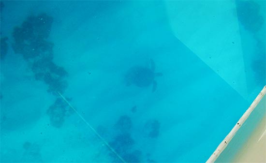 anguilla snorkeling
