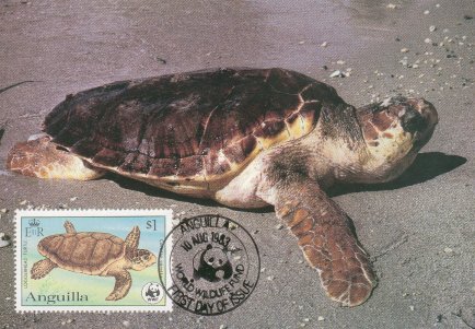 Anguilla leatherback turtle