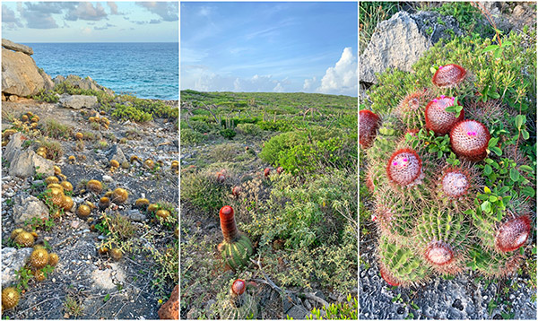 anguilla real estate windward point