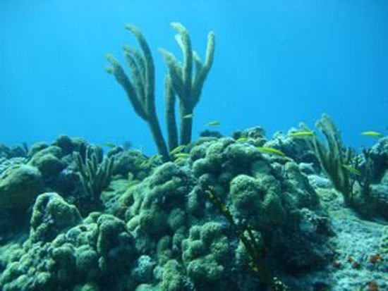 anguilla dive