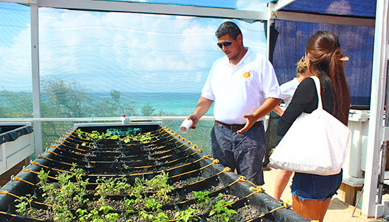 anguilla jammin aquaponics garden