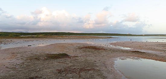 bird watching in anguilla at long pond