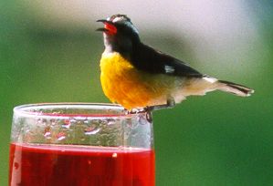 anguilla birds