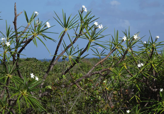 anguilla frangipani