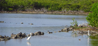 Anguilla National Trust bird watching
