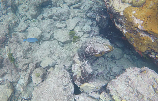 blue tang at little bay