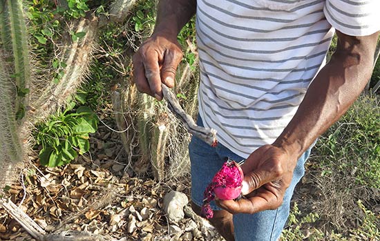 cacti fruits in anguilla