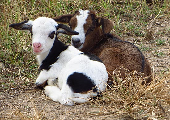 anguilla goats