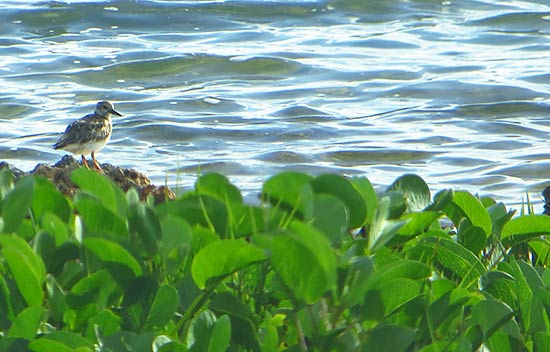 cute plover in road bay salt pond anguilla