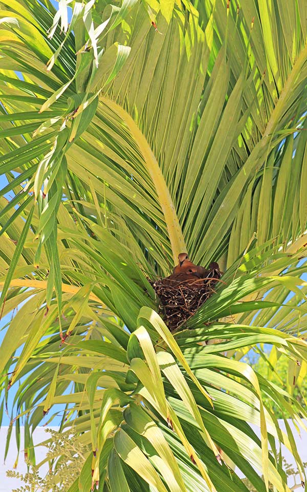 almond tree villa dove nest