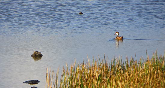 white-cheeked pintail duck in anguilla