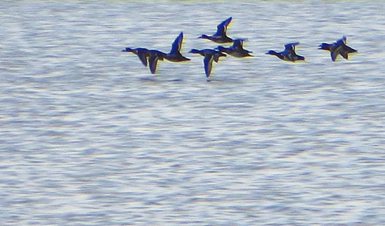 ducks flying over cauls bottom pond