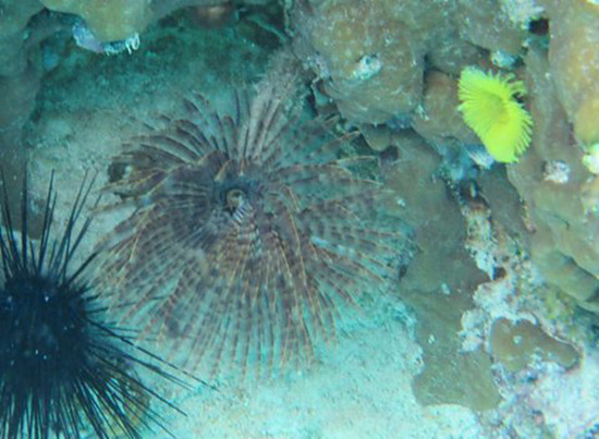 feather duster and yellow fan worm