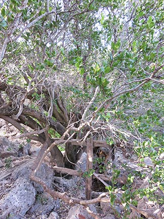 fences surrounding east end well