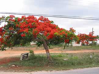 anguilla flamboyant tree