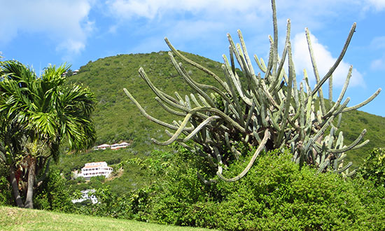 cacti at frenchmans