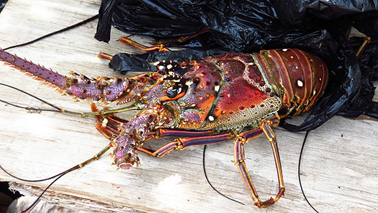 fresh lobster from gumbsys bar and grill