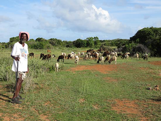 bringing home the sheep in anguilla