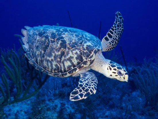 hawks bill turtle